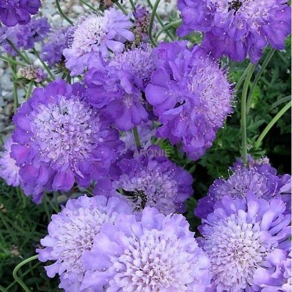 Hlaváč ´Mariposa Blue´- Scabiosa columbaria  Trvalky