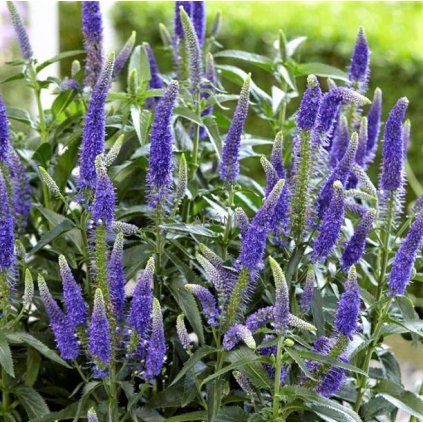 Rozrazil štíhlý - Veronica longifolia ´First Glory ®´