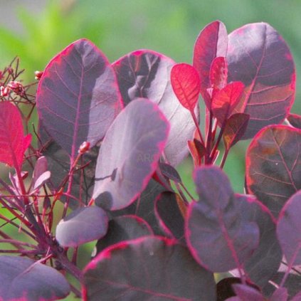 Ruj vlasatá - Cotinus coggygria ´Lilla´ ® - 12 l