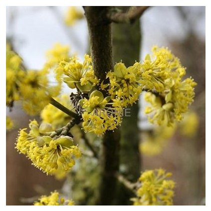 Dřín obecný - Cornus mas - ok 6/8 cm