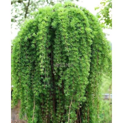 Modřín japonský Stiff Weeping na kmínku - Exkluziv  Jehličnany