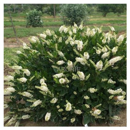 Jochovec olšolistý - Clethra alnifolia ´Hummingbird´ - 1,5 l  Clethra alnifolia Hummingbird