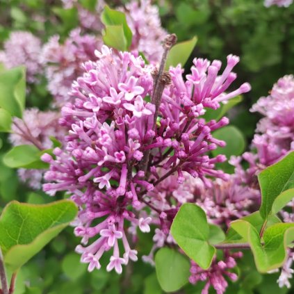 Syringa palibin serik zakrsly Palibin www.zahradnictvi aronie.cz