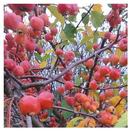 Okrasná jabloň ´Evereste´- Malus - keř - 4 l  Okrasné stromy