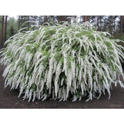 Tavolník popelavý Grefsheim  Spiraea x cinerea 'Grefsheim'