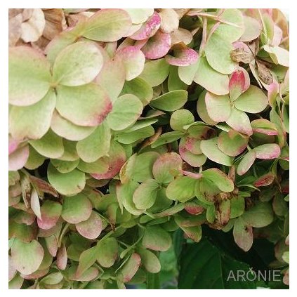 Hortenzie latnatá - Hydrangea pan. ´Limelight´ ® - 1,5 l