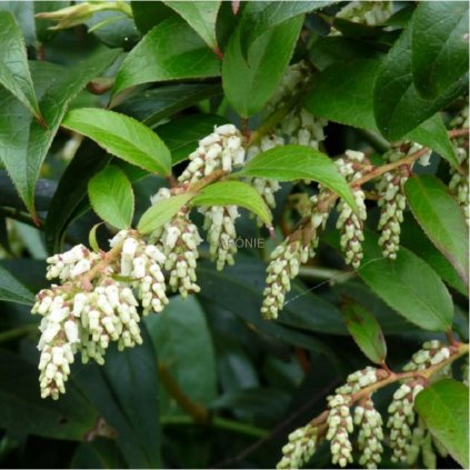 Leukotoe Lovita - Leucothoe walteri