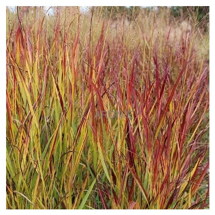 Proso prutnaté Shenandoah - 1,5 l  Panicum virgatum