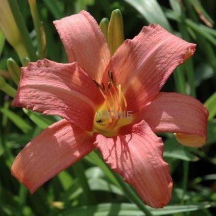 Denivka ´Pink Damask´ - Hemerocallis hybrida - 2 l  Trvalky