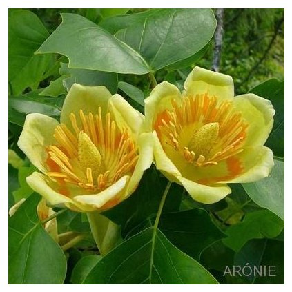 Liliovník tulipánokvětý - 100 - 120 cm  Liriodendron tulipifera