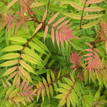 Tavolníkovec jeřábolistý - Sorbaria sorbifolia ´Sem´ - 12 l