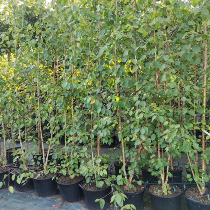 Betula utilis Doorenbos ker