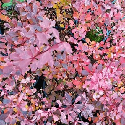 Dřišťál Thun. ´Pink Queen´- Berberis thunbergii - 2 l