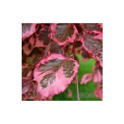 Buk lesní ´Tricolor (Roseomarginata)´ - Fagus sylvatica Purpurea