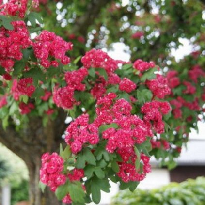 Crataegus laevigata Paul s Scarlet