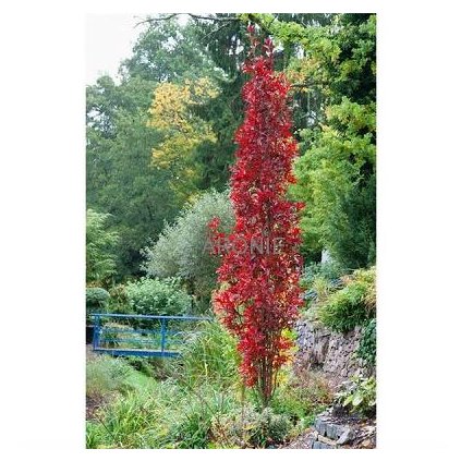 Dub bahenní  ´Pingreen´ Green Pillar - Quercus palustris - vk 180 cm