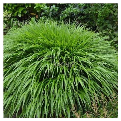 Rákosník japonský - Hakonechloa macra  Okrasné trávy