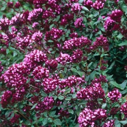 Dobromysl ´Herrenhausen´- Origanum Laevigatum  Bylinky