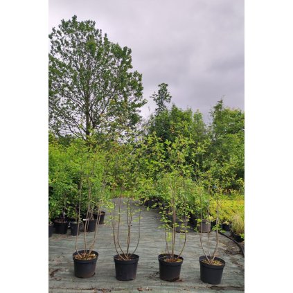 Amelanchier spicata Muchovnik klasnaty Aronie Arbo