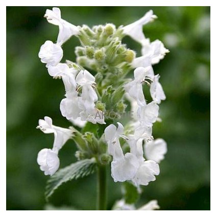 Šanta hroznovitá - Nepeta racemosa - ´Snowflake´