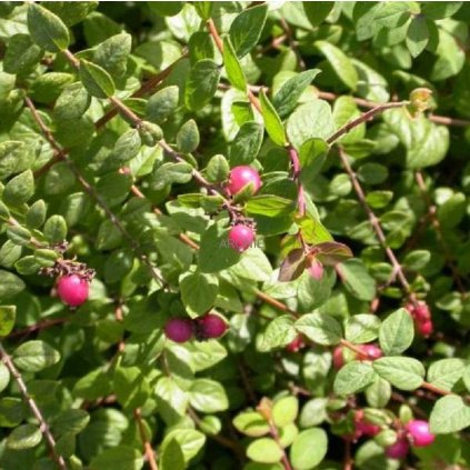 Pámelník Chenaultův - Symphoricarpos x chenaultii ´Hancock´ - 1,5 l