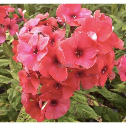 Plamenka latnatá - Phlox pan. - 'Orange'