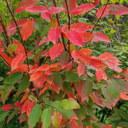 amelanchier Robin Hill