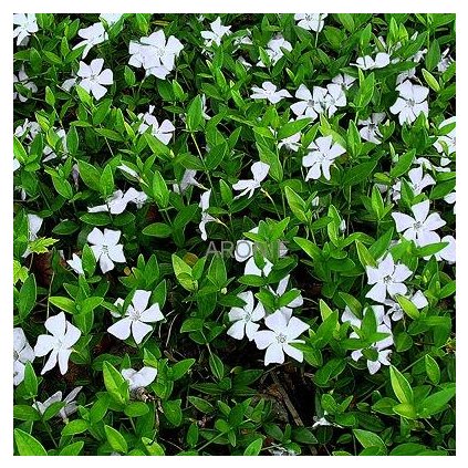 Barvínek menší - Vinca minor ´Alba´