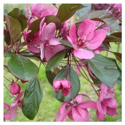 Okrasná jabloň toringo ´Scarlett´ - Malus toringo ´Scarlett´- ok 12/14 Okrasné stromy