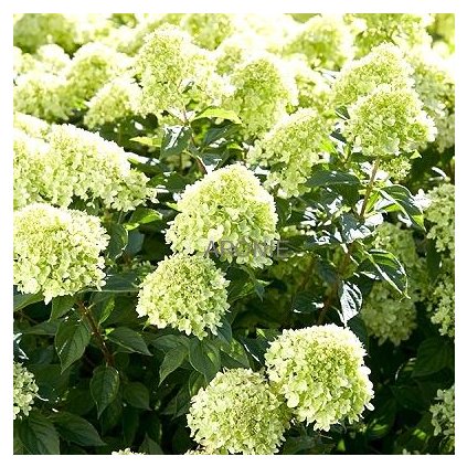 Hortenzie latnatá - Hydrangea pan. ´Little Lime´ ® - C 12  Vzrostlý keř - Hydrangea paniculata Little Lime