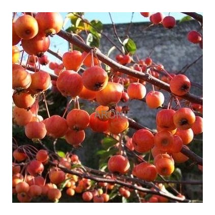 Okrasná jabloň ´Evereste ´ - Malus Evereste - ok 10/12