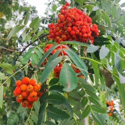 Sorbus Sheerwater Seedling www.zahradnictvi aronie.cz