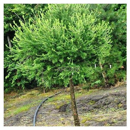 Modřín opadavý ´Kórnik´ na kmínku - Larix  Jehličnany