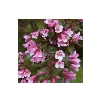 Vajgélie - Weigela Purpurea - 2 l