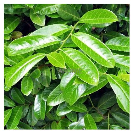 Bobkovišeň lékařská ´Rotundifolia´ - Prunus laurocerasus - 130 - 150 cm
