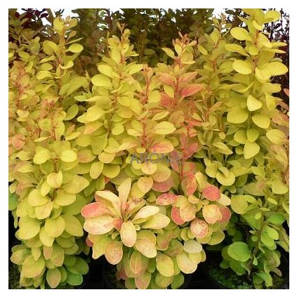 Dřišťál Thunbergův ´Golden Rocket´- Berberis thunbergii - 2 l