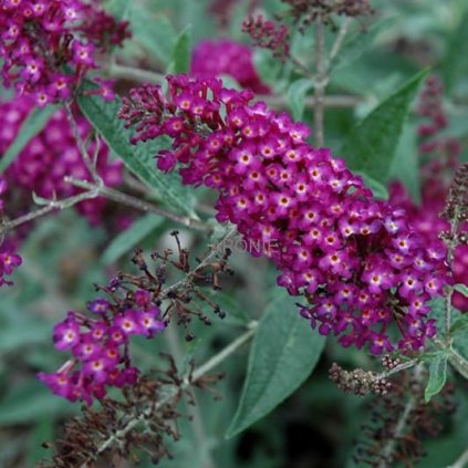 Komule davidova - Buddleja davidii - ´Humdinger´Magenta Munchkin ® - 2 l