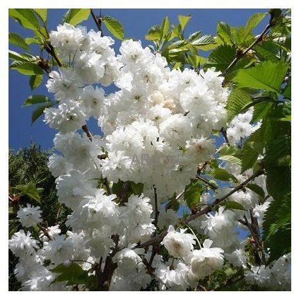 Okrasná třešeň ptačí Plena - Prunus avium - ok 12/14  Prunus avium Plena