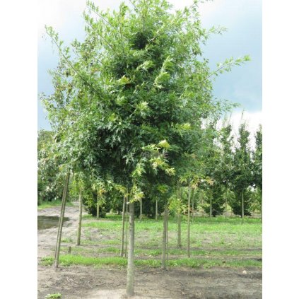 Dub bahenní ´Green Pyramid´- Quercus palustris - ok 10-12