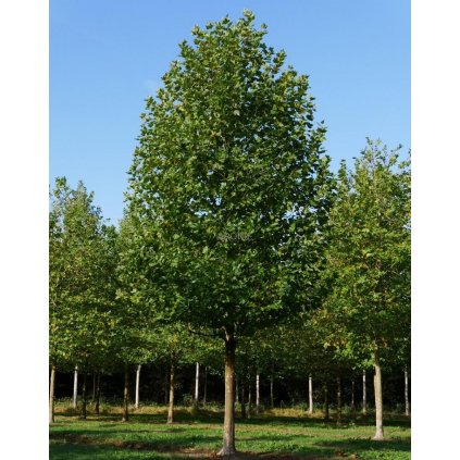 Platan javorolistý - Platanus acerifolia - ok 8/10