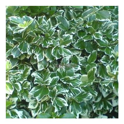 Brslen Fortuneův ´Silver Queen ®´ - Euonymus fortunei