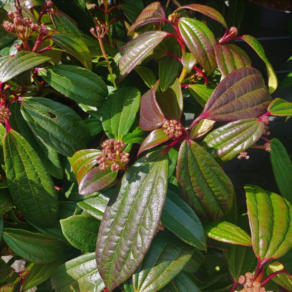 Kalina davidova Viburnum davidii 12 l Zahradnictví Arónie