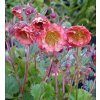 Kuklík - Geum 'Pink Petticoats' - 1 l