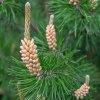 Borovice lesní - 100 - 120 cm  Pinus sylvestris