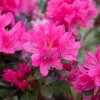 Azalka japonská ´Momoko´(Geisha Pink)  Azalea japonica ´Momoko´Geisha Pink