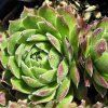 Netřesk - Sempervivum ´El Gaton´