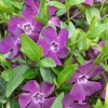 Barvínek menší - Vinca minor ´Atropurpurea´