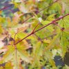 Javor dlanitolistý ´Sango-Kaku´- Acer palmatum - 4 l  Japonské javory