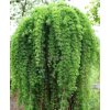 Modřín japonský - Larix ´Stiff Weeping´ - výška kmínku 120 cm  Larix kaempferi