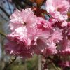 Sakura, třešeň pilovitá na kmínku ´Kanzan´  Prunus serrulata